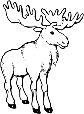 Young Moose Deer Coloring Page